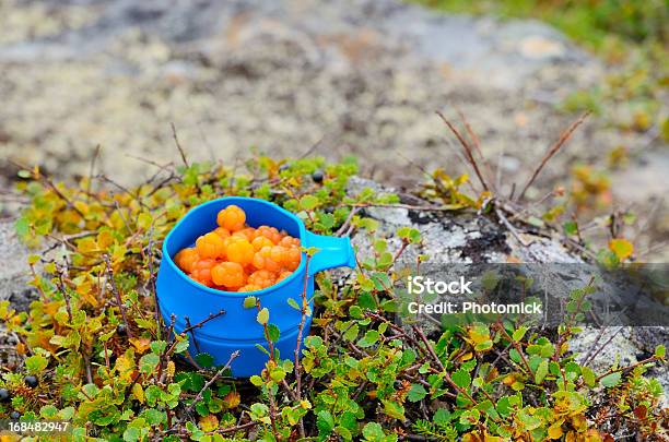 ブルーのマグに Cloudberries の北極の景色 - ベリー類のストックフォトや画像を多数ご用意 - ベリー類, 果実, スウェーデン