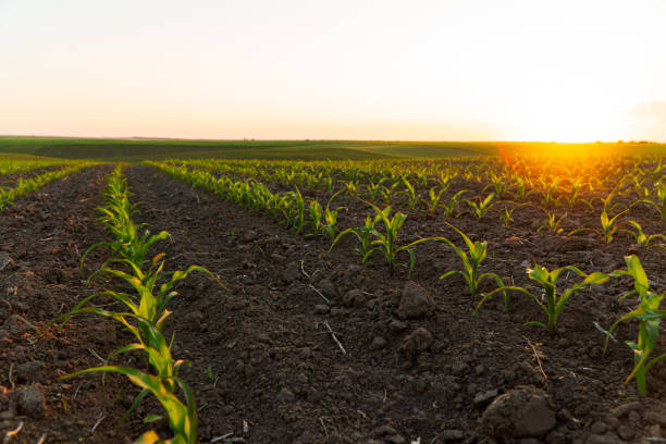 istock Beautiful corn field with sprouts. Beautiful rows of corn sprouts at sunset. Growing corn on an industrial scale 1684835146