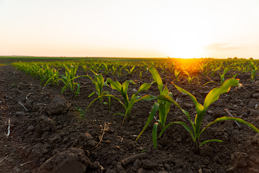 Corn sprouts on an agricultural field. Corn field in the evening. Corn plantation.
