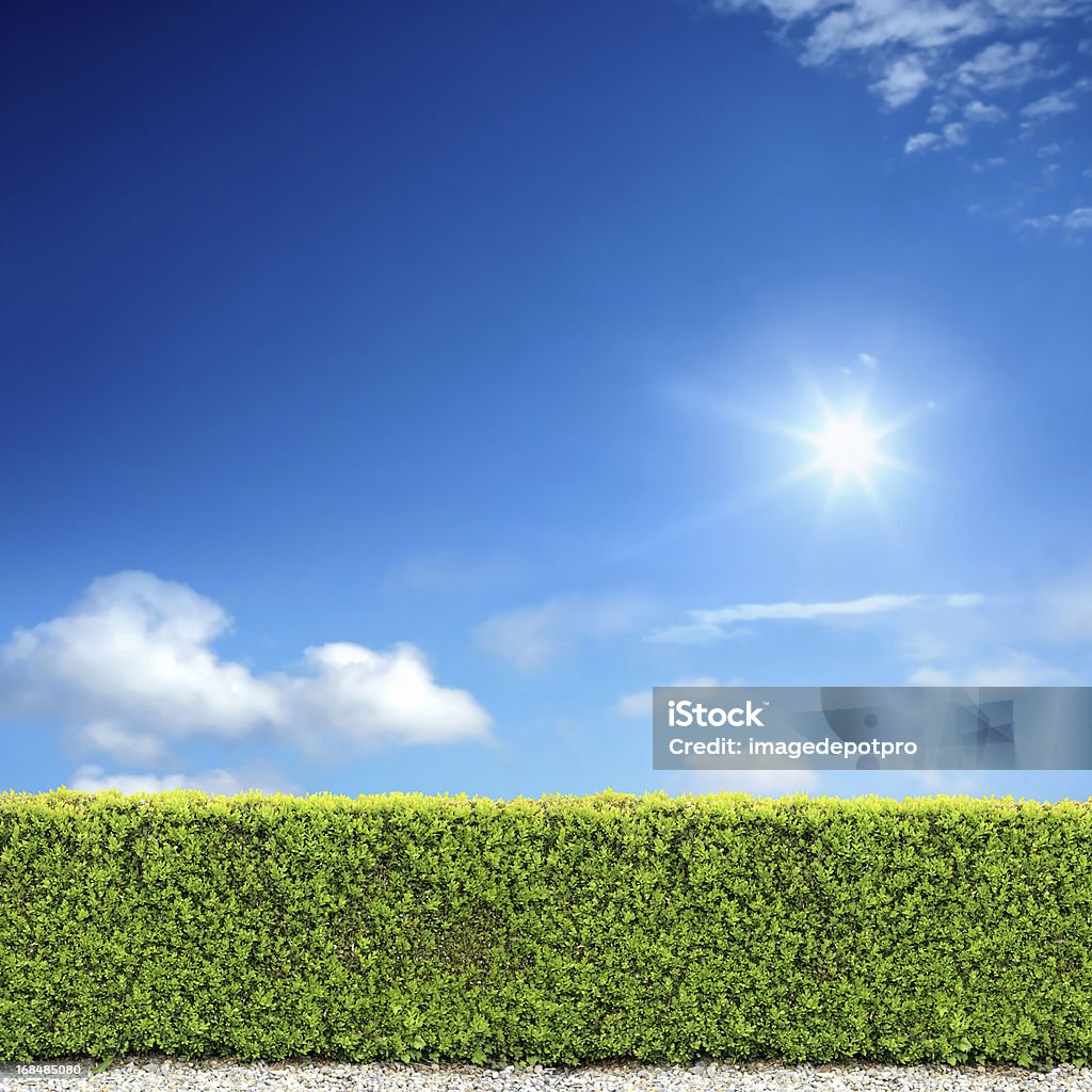 bush valla y soleado cielo - Foto de stock de Seto libre de derechos