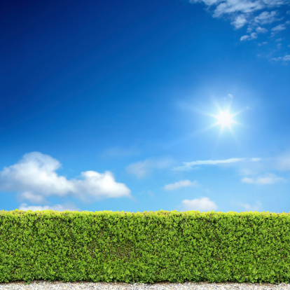 natural bush fence of backyard over sunny sky.