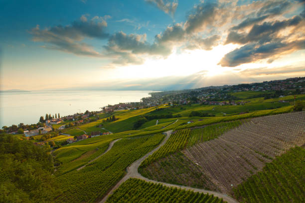 vineyard near Lac leman under golden sunshine