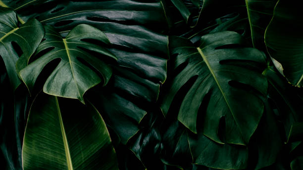 istock tropical leaves, nature background 1684853850