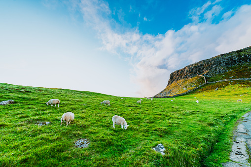 Sheep Grazing on Isle of Skye, Scotland