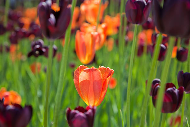 Green, purple and orange tulips.