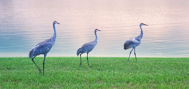 Three Sand Hill Cranes Standing by Lake in Central Florida at dusk.