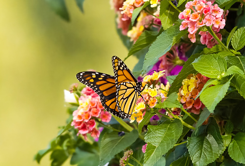 Monarch butterfly feeding on Lantana flowers