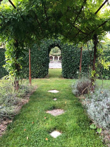 istock A path with grass into a garden with creep plants 1684872909