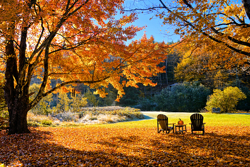 Beautiful vibrant maple tree during autumn with wooden resting chairs and fallen leaves