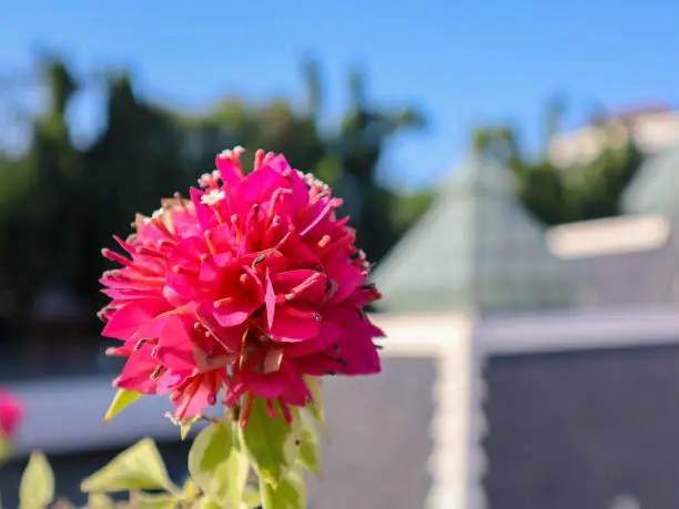 Photo of close up of bougainvillea glabra flower