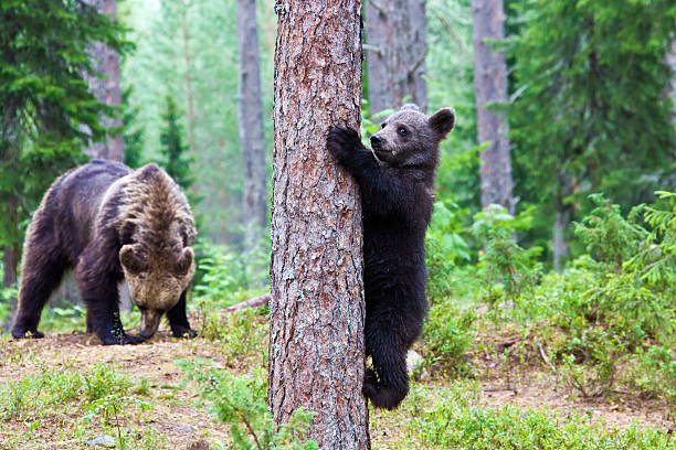 istock Female european brown bear with cub 168487816