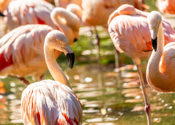istock Chilean Flamingo (Phoenicopterus chilensis) in Chile 1684883903