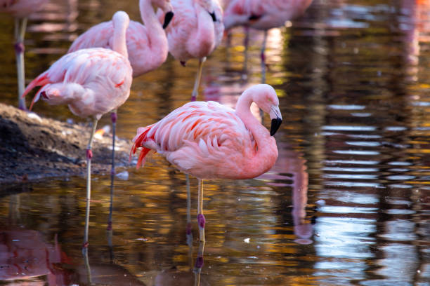Chilean Flamingo (Phoenicopterus chilensis) in Chile