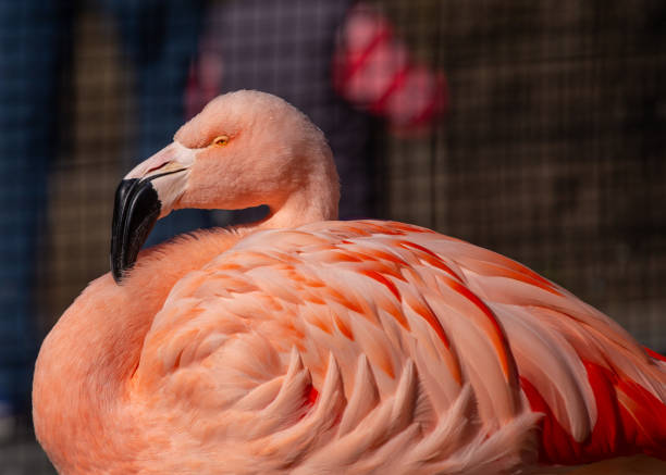 Graceful Chilean Flamingo, a native of Chile, elegantly captured in its natural habitat.