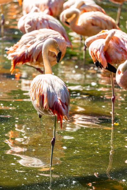 istock Chilean Flamingo (Phoenicopterus chilensis) in Chile 1684885308