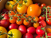 Full frame image of cardboard box containing a heap of tomato varieties, green tiger, yellow heirloom, orange cherry and red vine tomatoes, elevated view