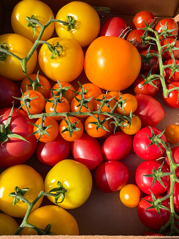 Stock photo showing close-up, elevated view of a pile of freshly picked, ripe heirloom tomatoes (Solanum lycopersicum) in various colours in a cardboard box.