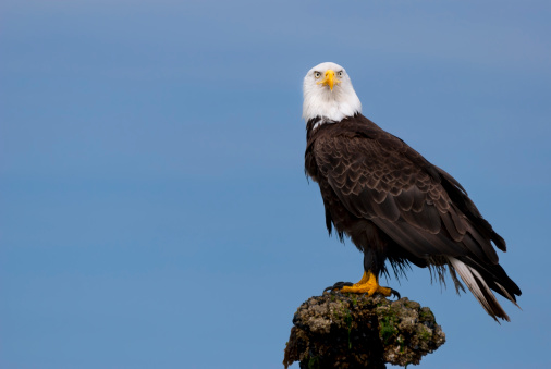 A wild Bald Eagle perches on a barnacle-covered rock jutting out of the water. Taken from a kayak in Puget Sound, in Washington State. Adobe RGB color space.