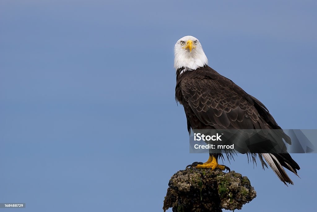 Soon Eagle A wild Bald Eagle perches on a barnacle-covered rock jutting out of the water. Taken from a kayak in Puget Sound, in Washington State. Adobe RGB color space. Eagle - Bird Stock Photo