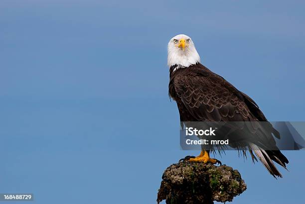 Soon Eagle Stock Photo - Download Image Now - Eagle - Bird, Perching, Bald Eagle