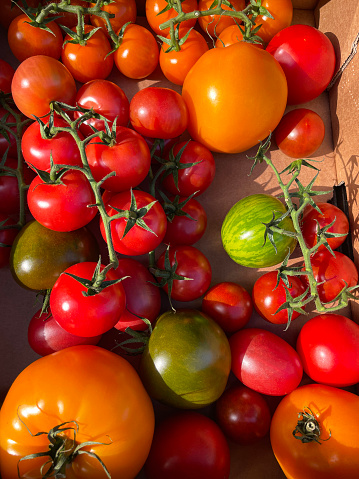 Stock photo showing close-up, elevated view of a pile of freshly picked, ripe heirloom tomatoes (Solanum lycopersicum) in various colours in a cardboard box.