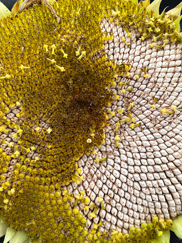 Stock photo showing close-up view of a ripe sunflower flower (Helianthus annuus) head with seeds and petals that are beginning to dry up and fall off, revealing the harvest of sunflower seeds beneath.