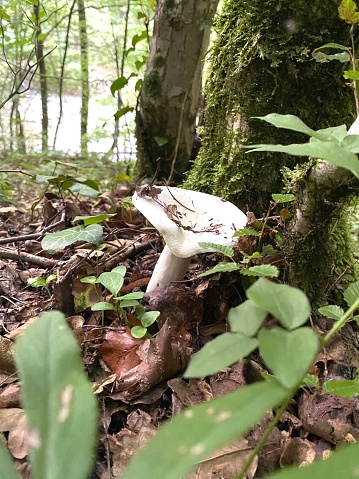 white mushroom next to the ninth
