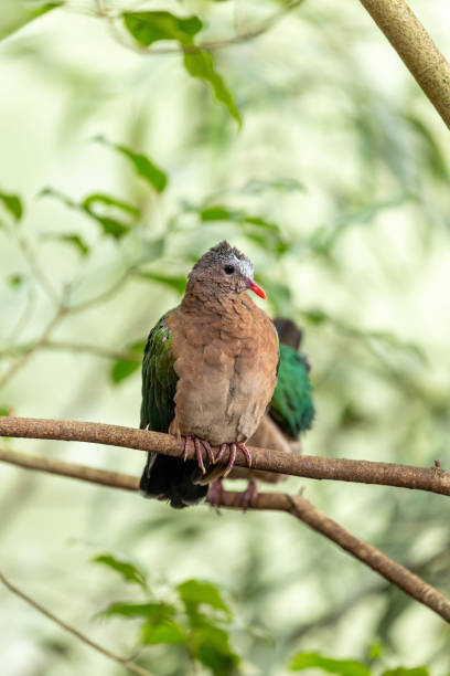 istock Common Emerald Dove (Chalcophaps indica) in Indonesia 1684899710