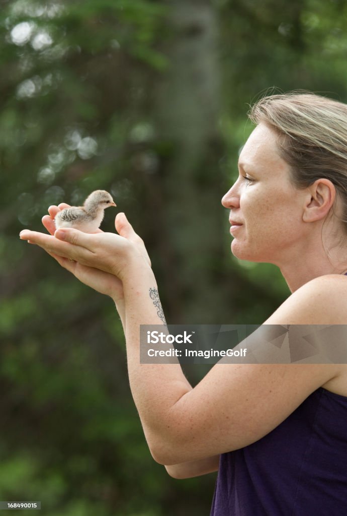 Mujer agarrando Chick - Foto de stock de Adulto libre de derechos