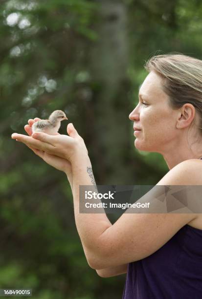 Mujer Agarrando Chick Foto de stock y más banco de imágenes de Adulto - Adulto, Adulto de mediana edad, Agarrar