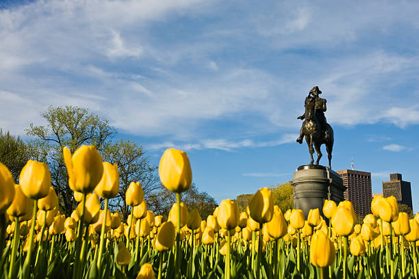 tulipanes amarillos y george washington - boston common fotografías e imágenes de stock