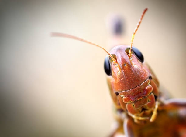 grasshopper - cricket locust grasshopper insect - fotografias e filmes do acervo