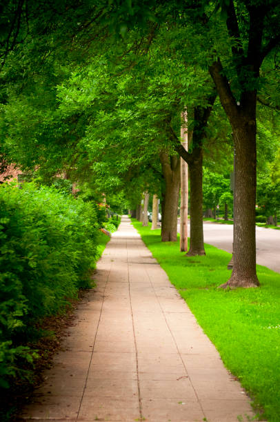 istock Tree Lined Urban Street and Sidewalk 168490691