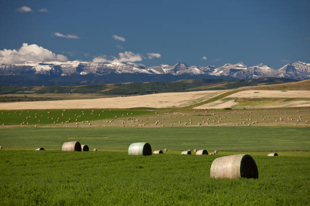 alberta foothills - okotoks stock-fotos und bilder