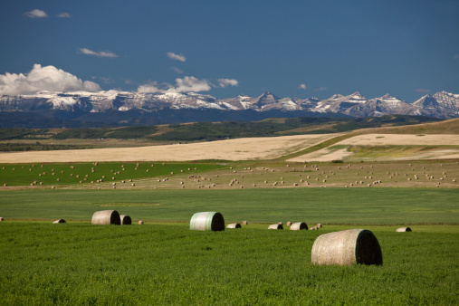 A beautiful scenic of Alberta. Foothills and hay bales near Okotoks. Southern Alberta landscape. Rocky Mountains in the distance. Themes in the image include agriculture, farming, ranching, alberta, landscape, nature, scenic, high river, rolling, hay, alfalfa, growing, organic, and southern alberta. Nobody is in the image. 