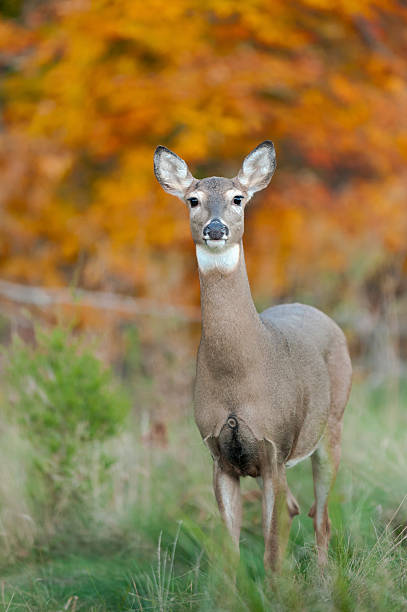 White-tailed Deer An adult female White-tailed deer (Odocoileus virginianus) posing for the camera. doe stock pictures, royalty-free photos & images