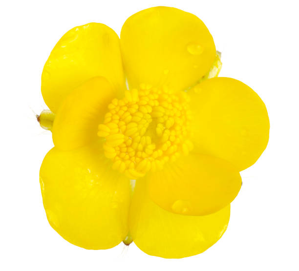 Macro Of Creeping Buttercup Flower Isolated