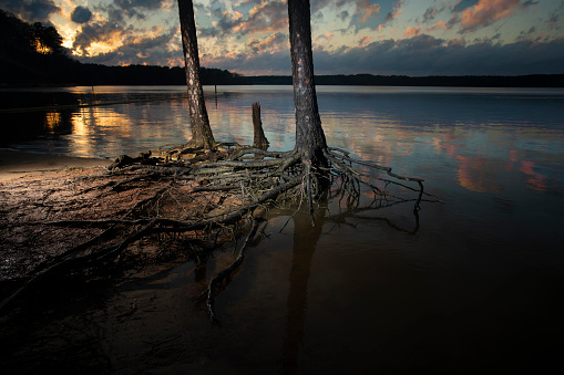 Sun setting over exposed tree roots at Jordan Lake in North Carolina