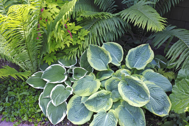 istock Lush Perennial Shade Garden 168492307