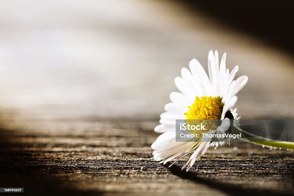 Sunray on Flower - Daisy Nature Poem Postcard Tiny daisy flower lying on old wooden board. Grief Stock Photo