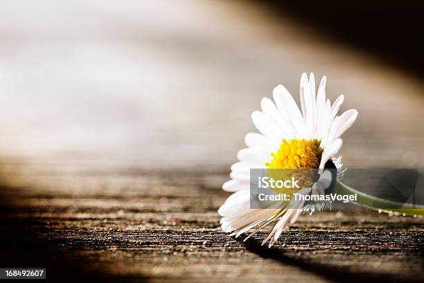 Sunray On Flower Daisy Nature Poem Postcard Stock Photo - Download Image Now - Grief, Consoling, Flower