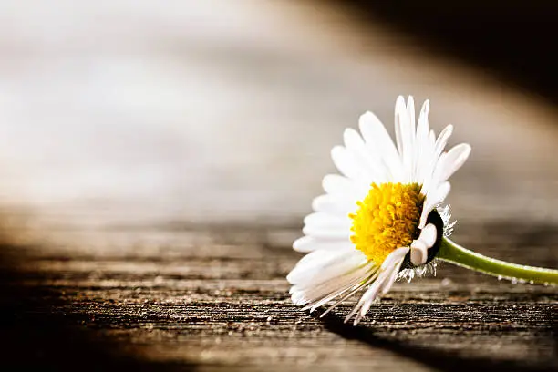 Tiny daisy flower lying on old wooden board.