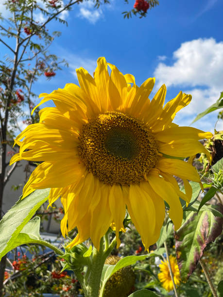 Close-up image of sunflower flower head (Helianthus annuus) with yellow petals (Helianthus annuus), disk florets, cloudy blue sunny sky and rooftop background, viewed from below, focus on foreground stock photo