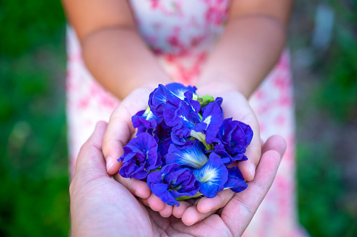 Butterfly pea or bluebellvine or cordofan pea (Clitoria ternatea) in the hand of a little girl who is handing it to her father.