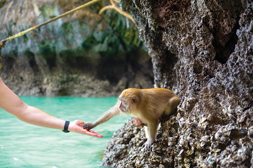 Tourists feeding monkeys and its baby at Monkey Beach, Koh Phi Phi Island - Thailand, Asia.