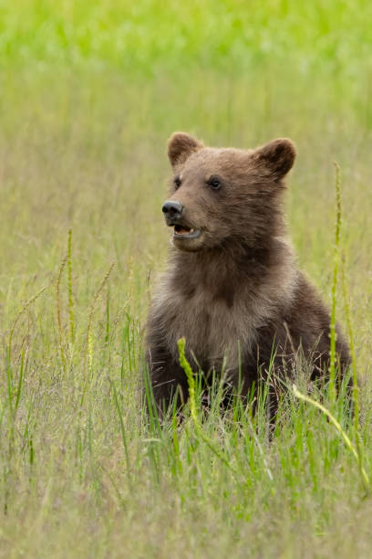 istock Cute Brown Bear Cub in Grass 1684940825