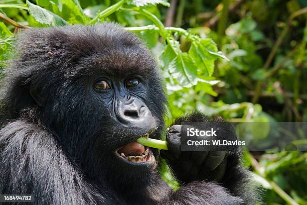 Gorilla 먹이기 마운틴고릴라에 대한 스톡 사진 및 기타 이미지 - 마운틴고릴라, 고릴라, 르완다