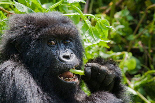 A female gorilla of the Umubano group in Rwanda’s Parc National des Volcans, feeding on wild celery