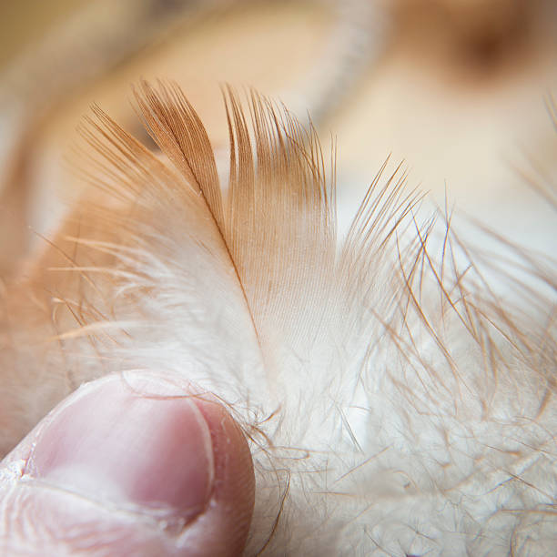 istock Little Feather In The Hand 168494922