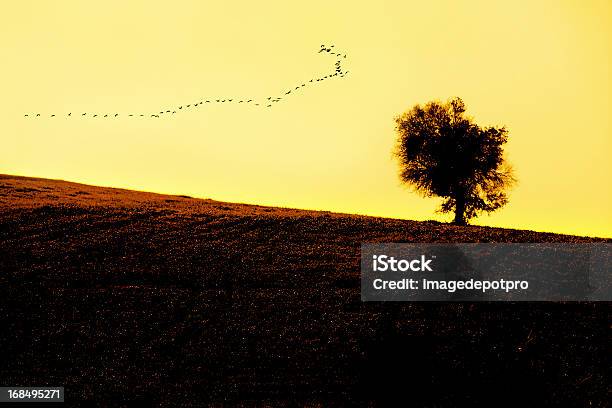 Foto de As Aves Migratórias e mais fotos de stock de Pássaros voando em formação V - Pássaros voando em formação V, Percepção Sensorial, Ajardinado